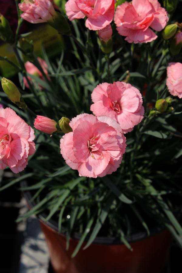 Dianthus 'Scent First Romance'