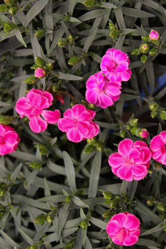 Œillet 'Peman Fancy Cerise'. Les pétales arrondis forment des fleurs plates, avec de petites dents et échancrures sur les bords. Les fleurs sont rose vif et leurs pétales éclatants occupent une grande part de la vue. Des boutons fermés se trouvent près des fleurs ouvertes au bout des tiges. Les feuilles gris-vert forment la base sous les petites fleurs et tiges dressées. Plusieurs fleurs occupent le cadre, certaines de face et d'autres tournées de côté.