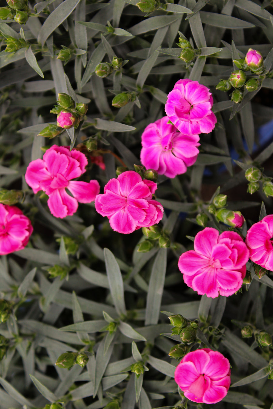 Dianthus 'Peman Fancy Cerise'