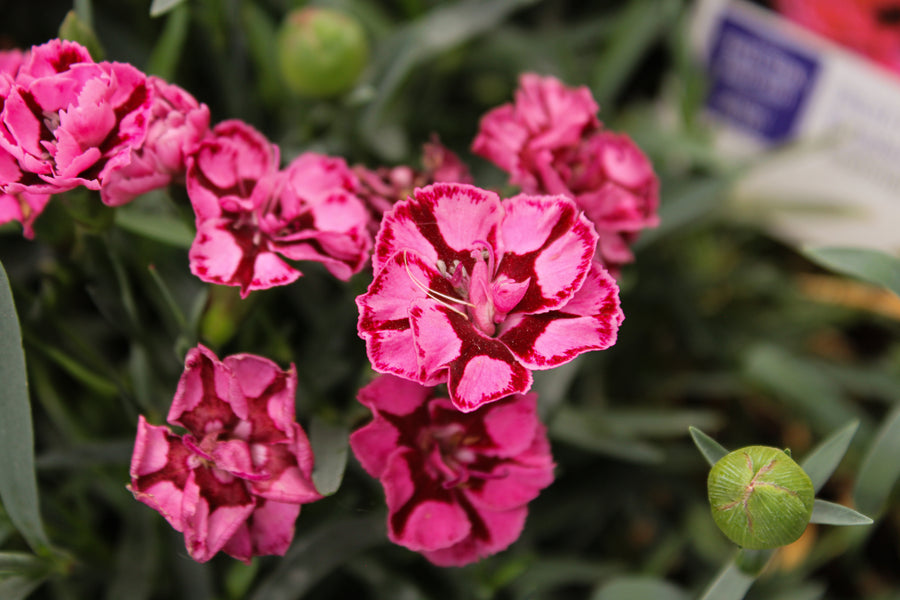 Œillet ‘EverLast Red and Pink’ — Dianthus