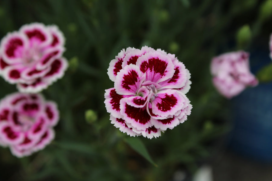 Œillet ‘Bicolor Purple’ — Dianthus