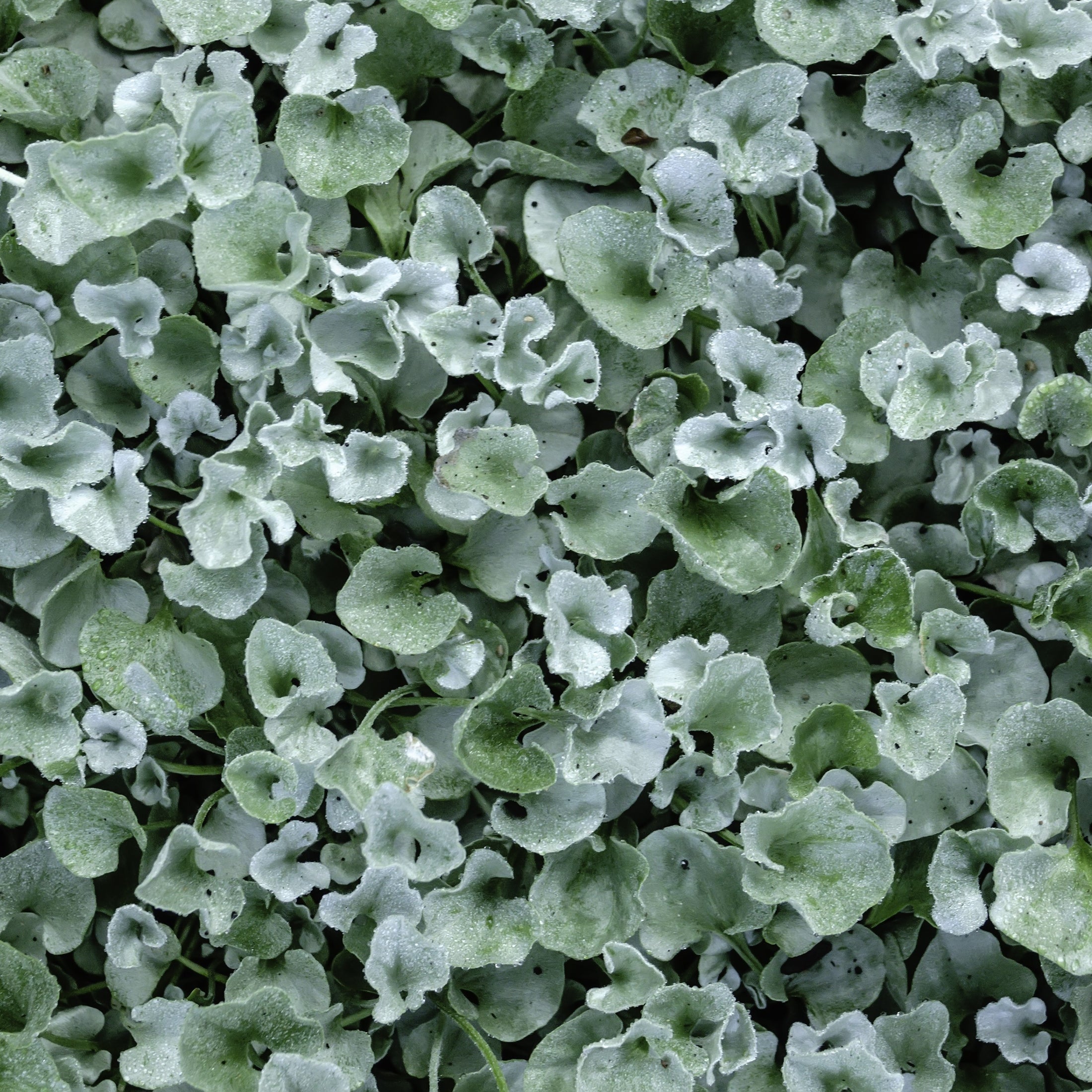 Dichondra Silver Falls
