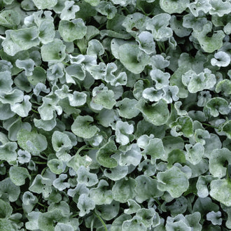 Photo de Dichondra 'Silver Falls'. La couleur caractéristique est : feuillage argenté. Le visuel permet d'observer les contours, les teintes et la disposition des éléments présentés. Les détails de forme et les contrastes donnent un aperçu de l'apparence de cette plante ou de sa récolte. Cette photographie accompagne la variété nommée afin de l'identifier dans la sélection de semences.
