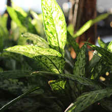 Dieffenbachia vesuvius