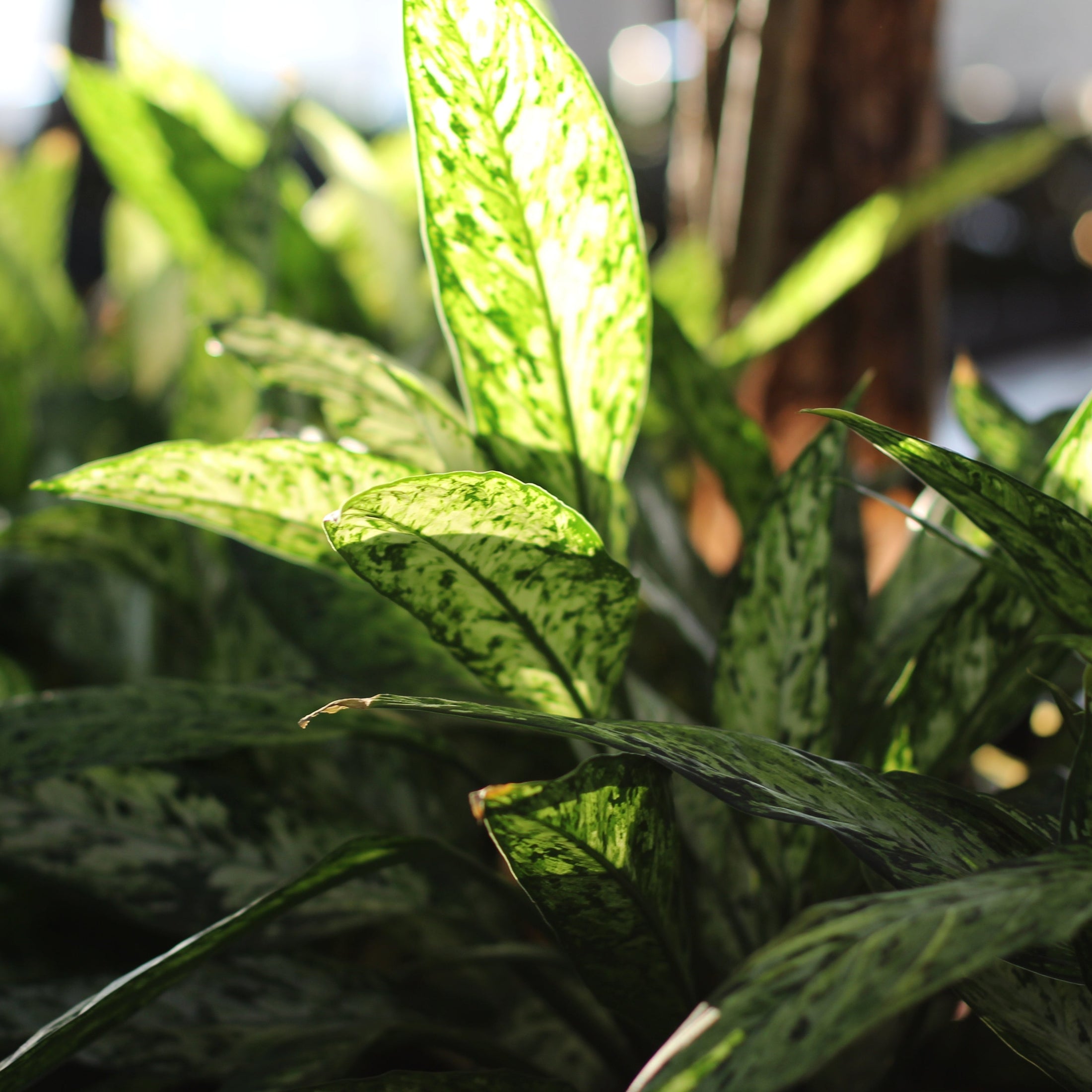 Dieffenbachia vesuvius