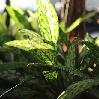 Dieffenbachia vesuvius