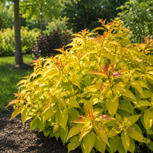 Diervilla 'Firefly'