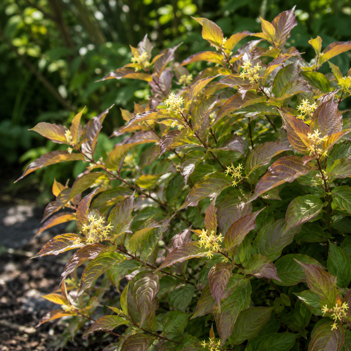 Diervilla lonicera 'Copper'