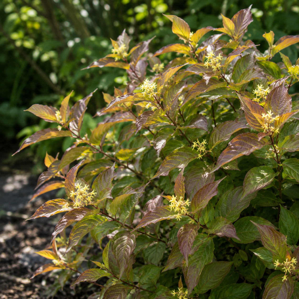Diervilla lonicera 'Copper'