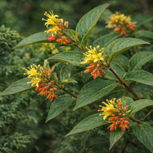 Diervilla lonicera