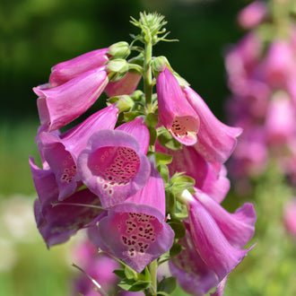 Des fleurs roses en forme de cloches pendent le long d’une tige verticale. Leurs gorges claires sont couvertes de taches pourpres, avec des petits filaments pâles visibles à l’intérieur. Des boutons verts arrondis se regroupent au sommet. Les fleurs ouvertes se chevauchent vers le bas, sur un fond vert mêlé de touches roses moins distinctes.