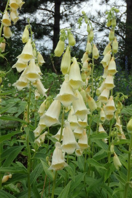Large-flowered foxglove