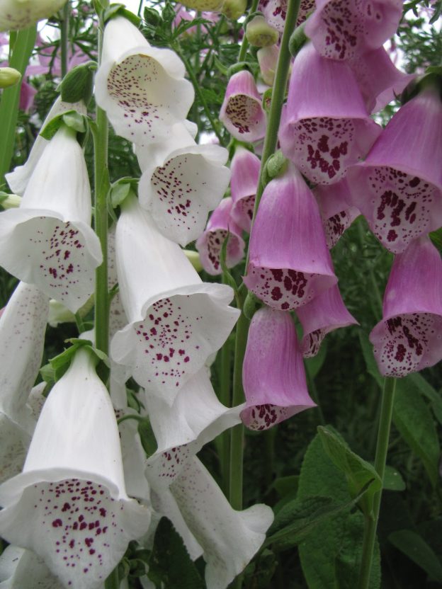 Purple foxglove