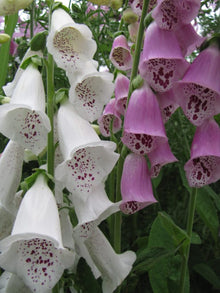 Purple foxglove