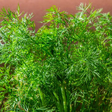 Semences Aneth 'Aneto' (Anethum graveolens)