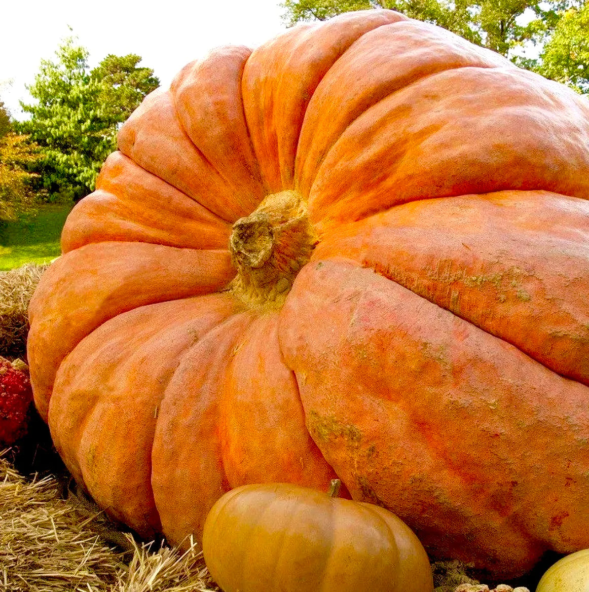 Organic 'Dill's Atlantic Giant' Pumpkin