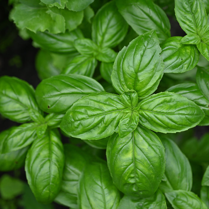 Disques de Basilic (<em>Ocimum basilicum</em>)