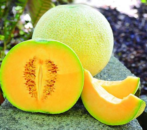 Cantaloupe 'Divergent F1' organic