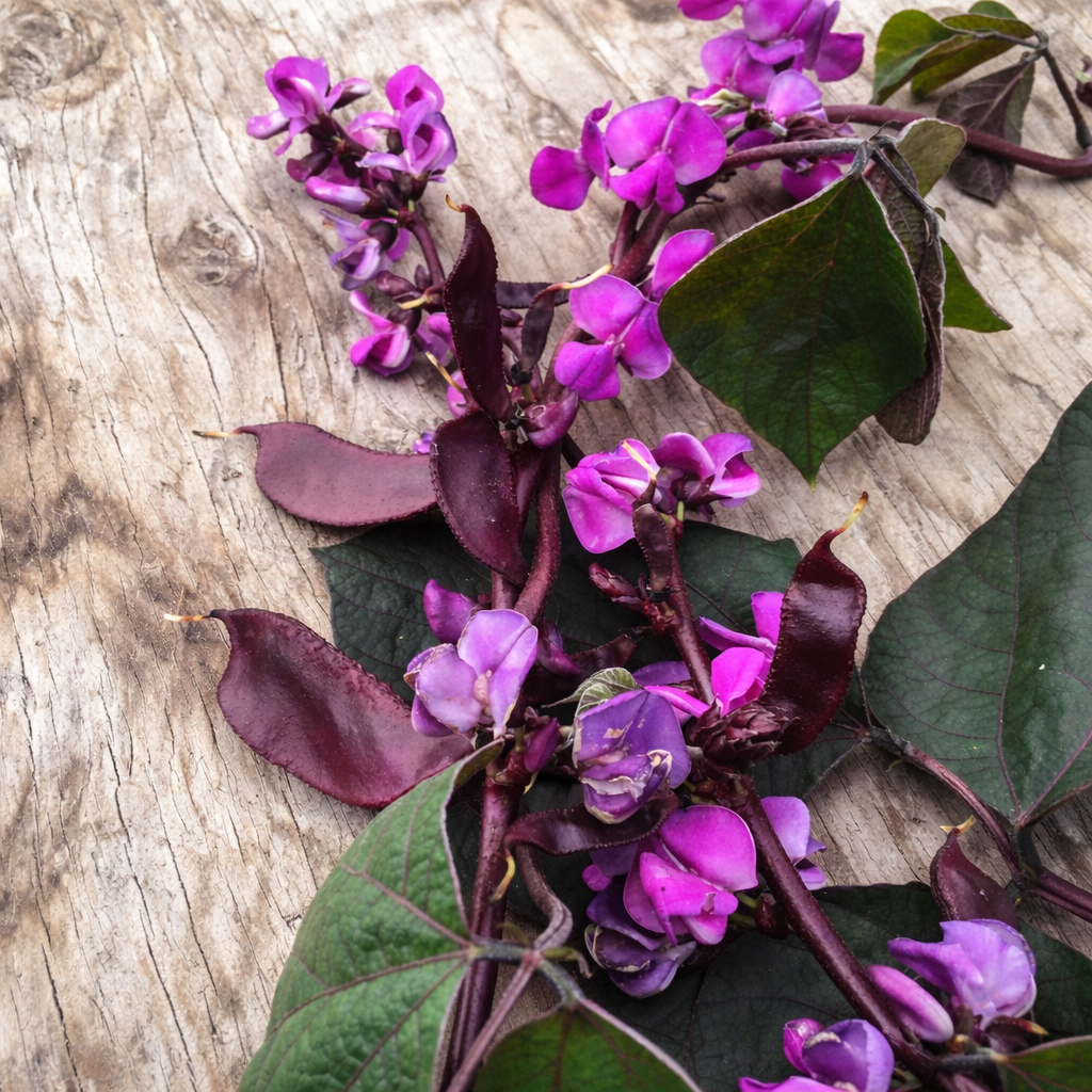 Organic Egyptian bean (climbing bean)