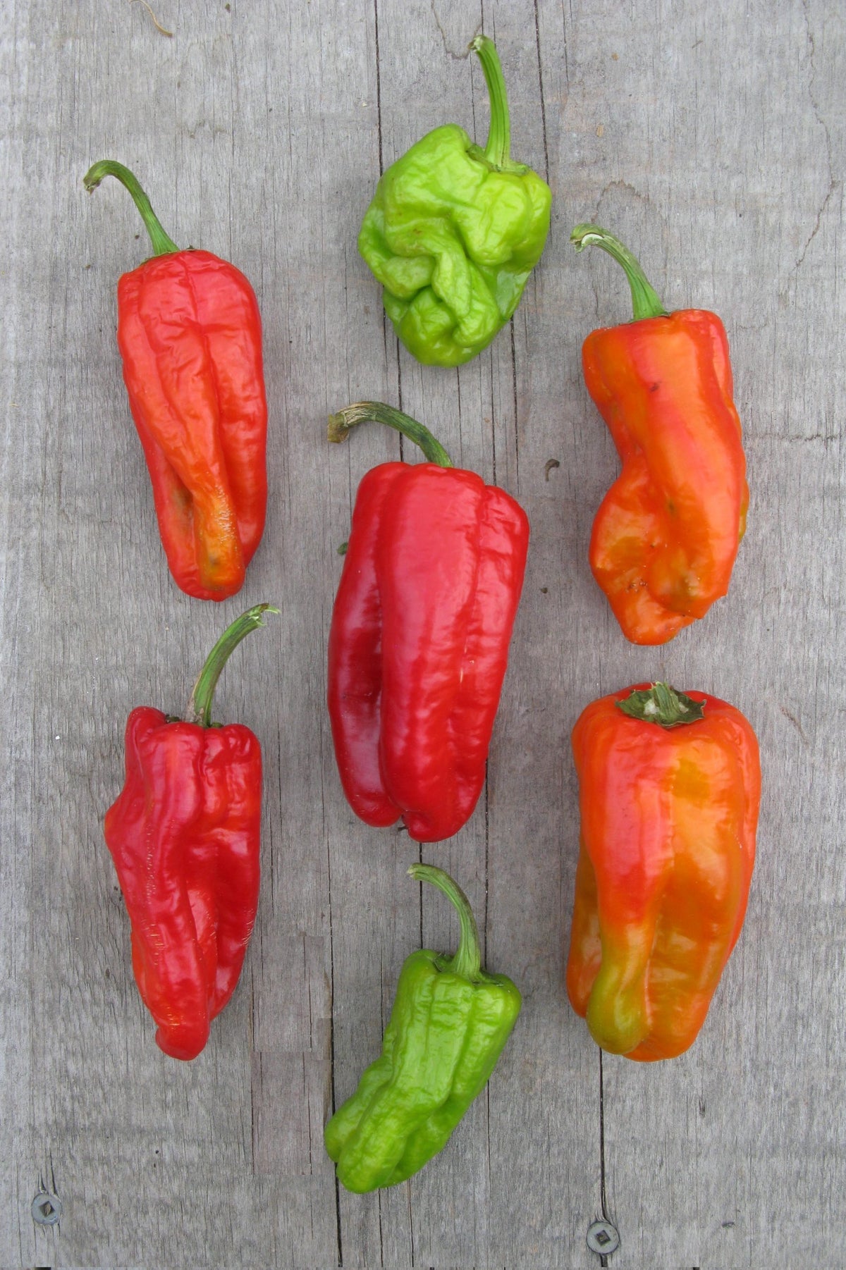 Piment ‘Dolmalik Biber’ – semences Gaia