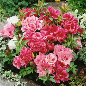 Des fleurs roses très fournies se regroupent au-dessus de feuilles vertes allongées. Les pétales ondulés et superposés forment de grandes corolles irrégulières, avec quelques petits centres clairs visibles. Des boutons pointus montent entre les fleurs. Une fleur blanche se distingue derrière les groupes roses, et des morceaux de bois brun apparaissent près du bas de la scène.