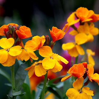 Des fleurs jaunes et orangées sont regroupées au sommet de tiges vertes ramifiées. Certaines corolles ouvertes présentent quatre lobes larges, tandis que des boutons rouge orangé restent repliés entre elles. Les fleurs de premier plan sont nettement éclairées. Le fond sombre laisse voir du feuillage et quelques petites plages violettes, sans contour précis derrière les tiges.