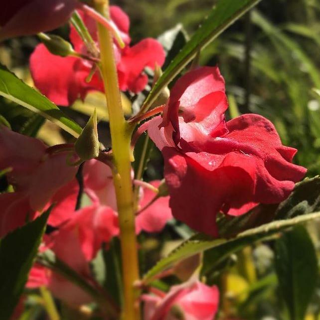 Balsamine 'Double Camellia Mix' bio