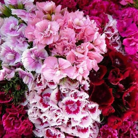 Organic 'Dianthus Double Choice Sweet William Mix' Carnation