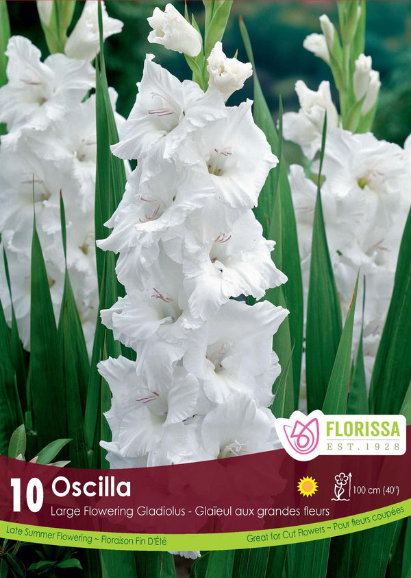 Gladiolus 'Oscilla'