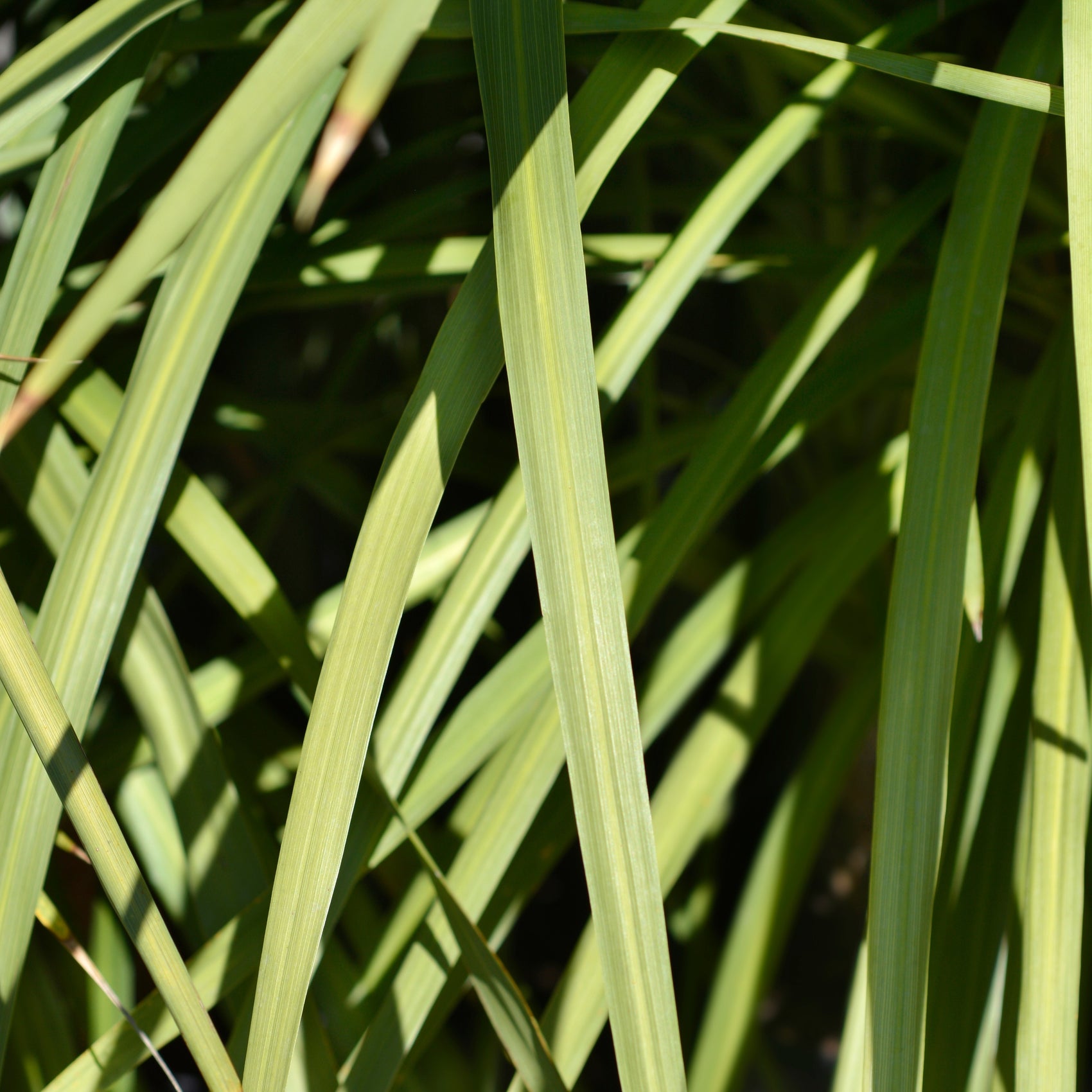 Photo de Dracaena indivisa. La couleur caractéristique est : feuillage vert. Le visuel permet d’observer les contours, les teintes et la disposition des éléments présentés. Les détails de forme et les contrastes donnent un aperçu de l’apparence de cette plante ou de sa récolte. Cette photographie accompagne la variété nommée afin de l’identifier dans la sélection de semences.