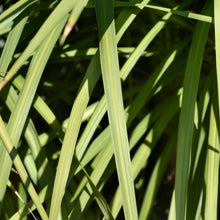 Photo de Dracaena indivisa. La couleur caractéristique est : feuillage vert. Le visuel permet d’observer les contours, les teintes et la disposition des éléments présentés. Les détails de forme et les contrastes donnent un aperçu de l’apparence de cette plante ou de sa récolte. Cette photographie accompagne la variété nommée afin de l’identifier dans la sélection de semences.