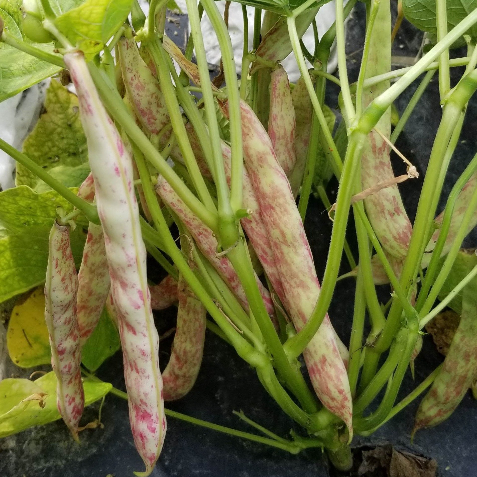 Bean 'Dragon Langerie' Organic 