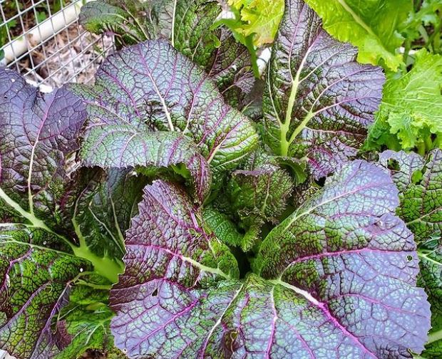Organic 'Dragon Tongue' Mustard