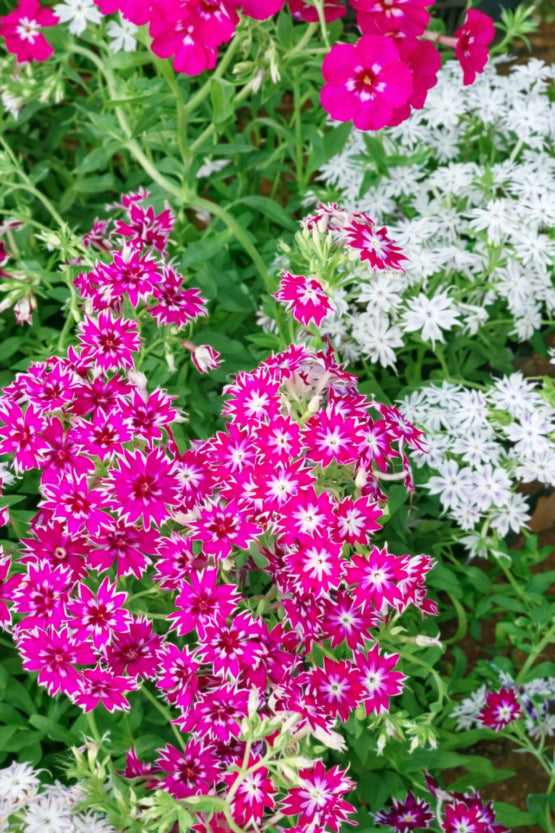 Organic Phlox drummondii pastel