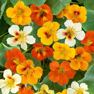 Des fleurs orange, jaunes et crème se superposent devant des feuilles rondes vertes. Les pétales larges portent de fines lignes convergeant vers des centres jaunes ou rouge sombre. Plusieurs fleurs claires montrent des marques rouges près de la gorge. Le cadrage est rempli de corolles, avec quelques portions de feuilles visibles le long des bords.
