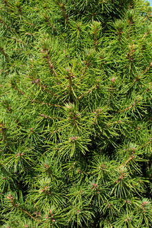 Picea glauca 'Conica'