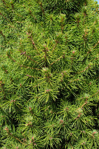 Picea glauca 'Conica'