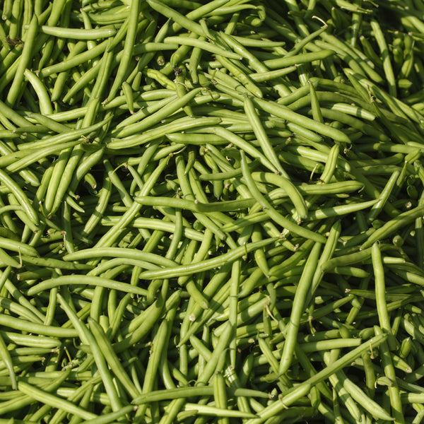 Hawaii Green Cruiser Bush Bean