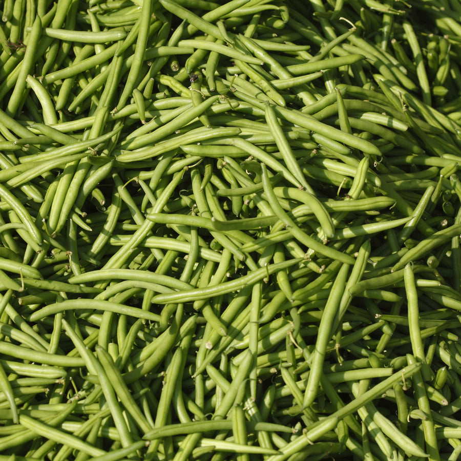 Hawaii Green Cruiser Bush Bean