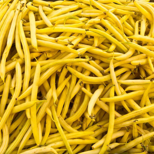 Haricot nain 'Gold Rush'