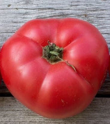 Tomate Dwarf Champion – Gaia Organic Seeds