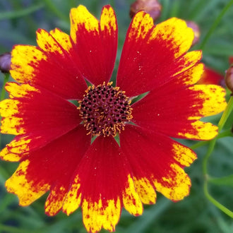 Organic Dyer's Coreopsis Seeds by Gaia, product image prepared for Canadian gardeners.