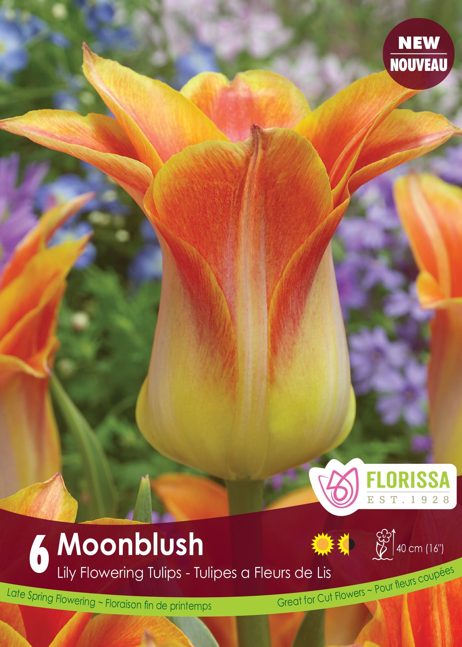 Tulipe Moonblush