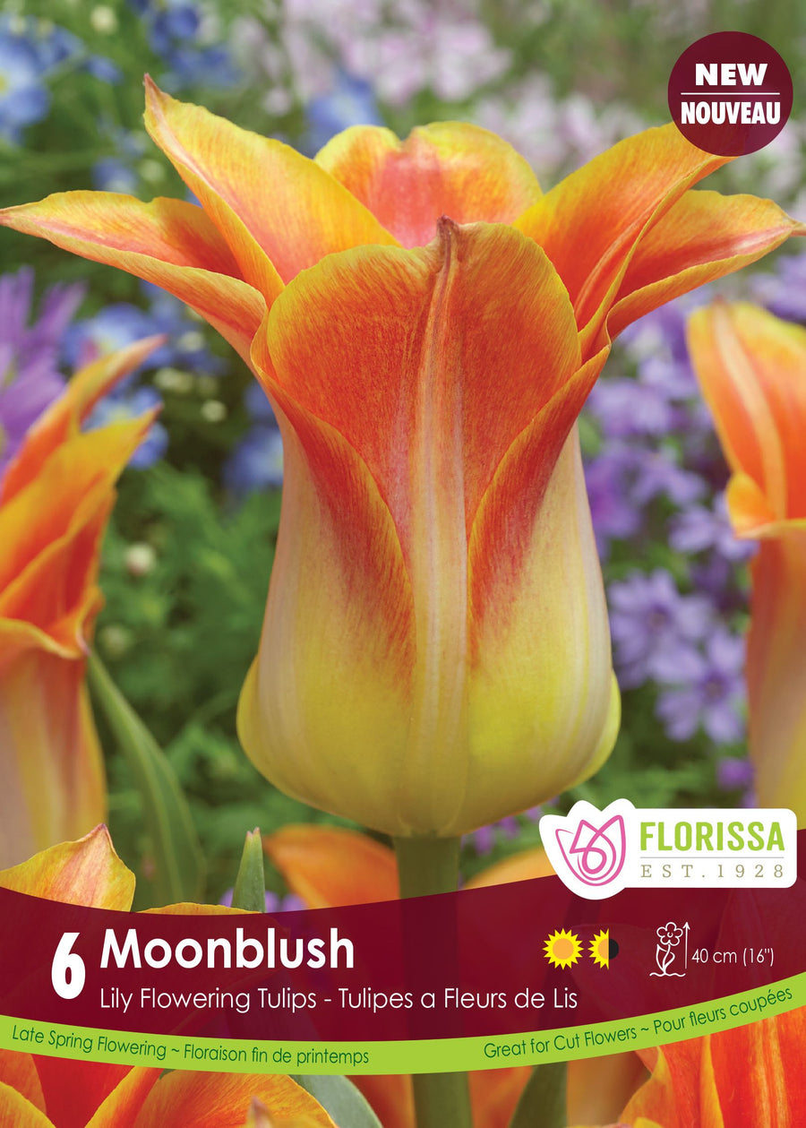 Tulipe Moonblush