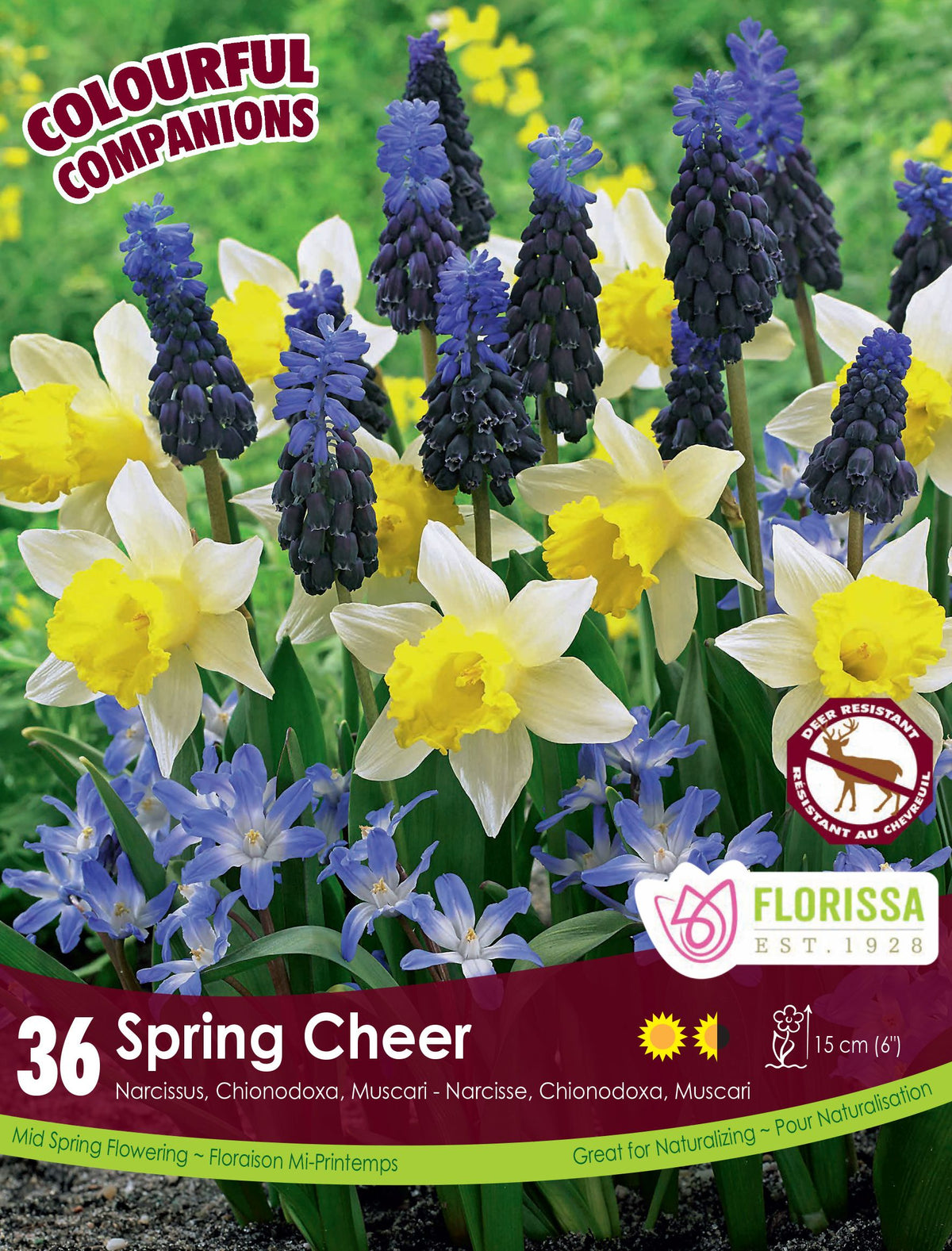 Harmonie florale Spring Cheer ( Narcissus , Scilla et Muscari spp.) : des narcisses jaunes et blancs, des muscaris bleus et de petites fleurs bleues étoilées. Le visuel Florissa présente la plante et son nom dans la partie inférieure de l’étiquette. La photographie occupe presque toute la surface, tandis que le bandeau du bas rassemble les indications du produit. Cette vue permet de reconnaître son apparence et de distinguer la variété présentée.
