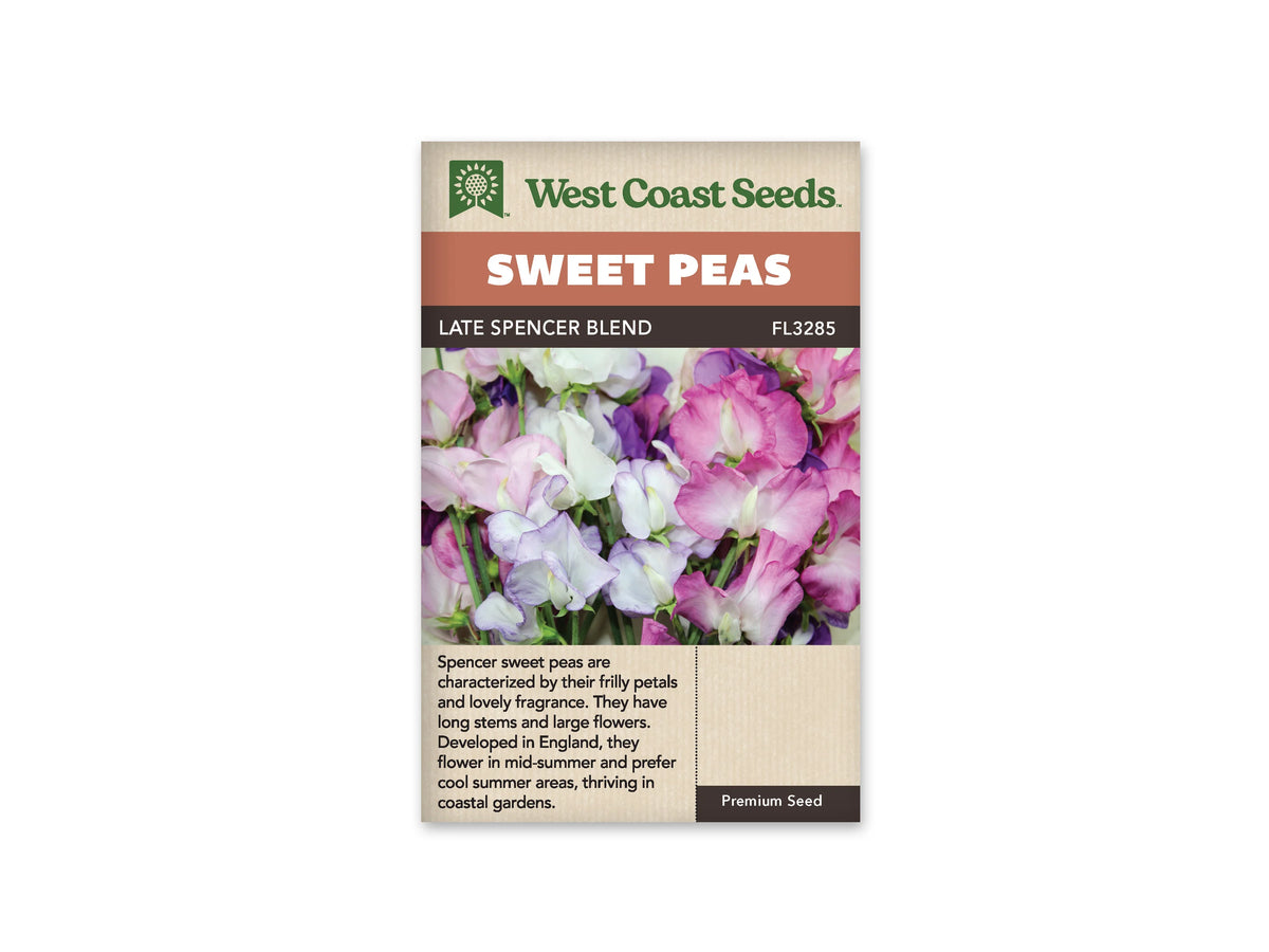 Sachet West Coast Seeds Late Spencer Blend montrant un groupe dense de fleurs de pois de senteur. Les pétales blancs, roses et violets se chevauchent, avec des bords ondulés et des zones plus pâles au centre. Quelques tiges vertes traversent la partie basse de la photo. Les corolles occupent presque tout le cadre illustré.