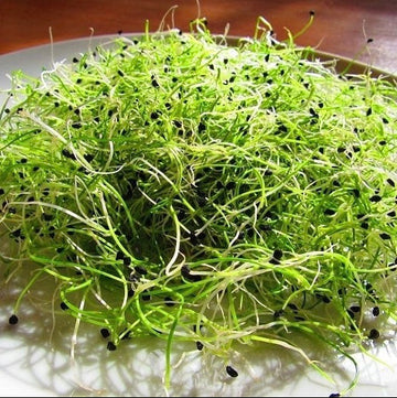 Micropousse de poireau