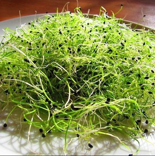 Micropousse de poireau