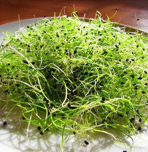 Carentan Leek Sprouting: Carentan leek produces fine, elongated young shoots with a delicate fresh-leek flavour.