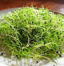 Carentan Leek Sprouting: Carentan leek produces fine, elongated young shoots with a delicate fresh-leek flavour.
